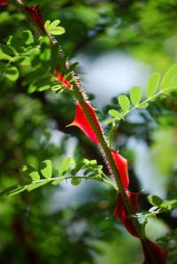 Růže omejská 'Pteracantha' (Rosa omeiensis)
