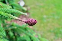 Jedle bělokorá 'Acrocona' (Abies alba)