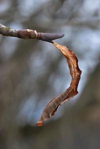 Šácholán tříplátečný (Magnolia tripetala)
