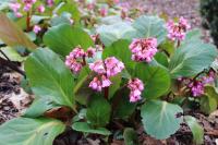 Bergenie srdčitá (Bergenia cordifolia)