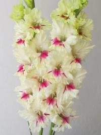 Mečík 'Luciola' (Gladiolus)