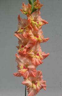 Mečík 'Paradox' (Gladiolus)