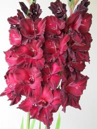 Mečík 'Černý kámen' (Gladiolus)
