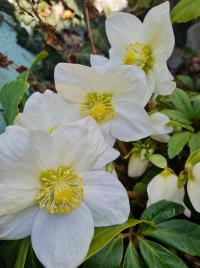 Čemeřice černá (Helleborus niger)