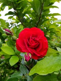 Růže (Rosa)