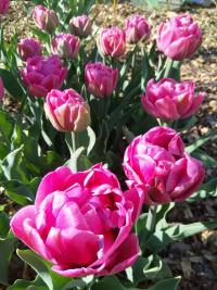 Tulipán 'Foxtrot' - Plnokvěté rané tulipány (Tulipa)