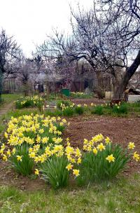 Narcis (Narcissus)