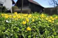 Orsej jarní (Ficaria verna)