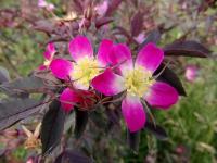 Růže sivá (Rosa glauca)