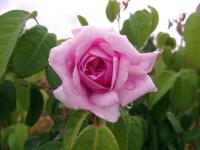 Růže 'Enfant de France' (Rosa)