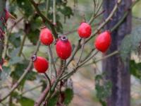 Růže vinná (Rosa rubiginosa)