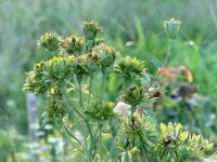 Růže čínská 'Viridiflora' (Rosa chinensis)