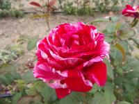 Růže 'Scentimental' - Velkokvěté růže (Rosa)