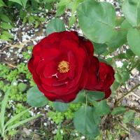 Růže 'Lilli Marleen' - Mnohokvěté růže (Rosa)