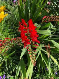 Montbrécie (Crocosmia)