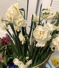 Narcis 'Bridal Crown' - Plnokvěté narcisy (Narcissus)