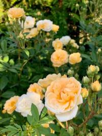 Růže 'Ghislaine de Féligonde' - Pnoucí růže (Rosa)