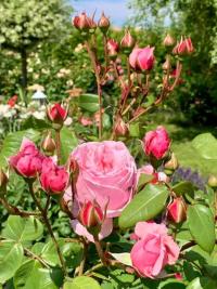 Růže 'Kiss Me Kate' (Rosa)