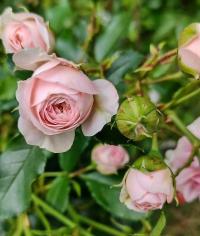 Růže 'Larissa' - Mnohokvěté růže (Rosa)
