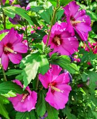 Ibišek syrský (Hibiscus syriacus)