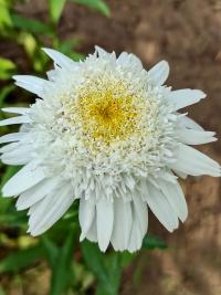Kopretina bílá 'Česká píseň' (Leucanthemum vulgare)