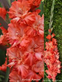 Mečík 'Antos Amon' (Gladiolus)