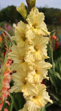 Mečík 'Baronka' (Gladiolus)