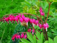 Srdcovka nádherná (Lamprocapnos spectabilis)