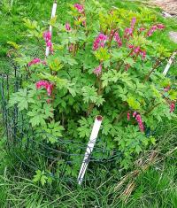 Srdcovka nádherná (Lamprocapnos spectabilis)