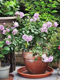 Růže 'Nautica' - Mnohokvěté růže (Rosa)