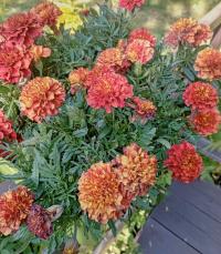 Aksamitník rozkladitý 'Strawberry Blonde' (Tagetes patula)