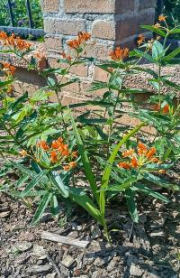 Klejicha hlíznatá (Asclepias tuberosa)