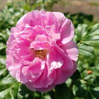 Růže svraskalá 'Jens Munk' (Rosa rugosa)