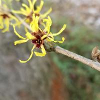 Vilín japonský 'Sulphurea' (Hamamelis japonica)