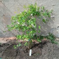 Růže Banksové (Rosa banksiae var banksiae)