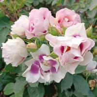 Růže 'Eyes For You' - Hybridy růže perské (Rosa)