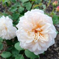 Růže 'Gruss an Aachen' - Mnohokvěté růže (Rosa)