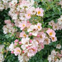 Růže 'Repandia' - Pokryvné růže (Rosa)