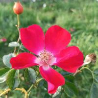 Růže 'Dortmund' - Pnoucí růže (Rosa)