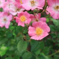 Růže 'Badau Lina Emléke' - Pokryvné růže (Rosa)