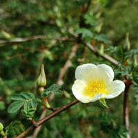 Růže (Rosa x hugoptera)