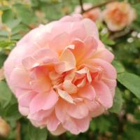 Růže 'Frühlingsduft' - Sadové růže (Rosa)