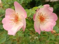 Růže 'Frühlingsmorgen' - Sadové růže (Rosa)