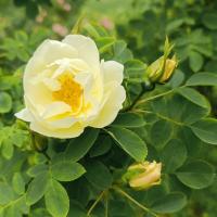 Růže 'Frühlingsgold' - Sadové růže (Rosa)