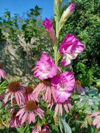 Mečík 'Jo Jo' (Gladiolus)