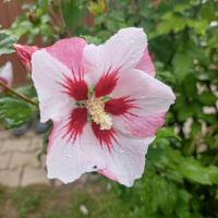 Ibišek syrský (Hibiscus syriacus)