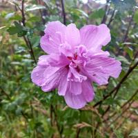 Ibišek syrský (Hibiscus syriacus)