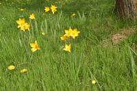 Tulipán planý (Tulipa sylvestris)