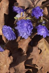 Jaterník podléška 'Flore Plena' (Hepatica nobilis)