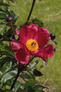 Pivoňka čínská 'Trojan Black' (Paeonia lactiflora)